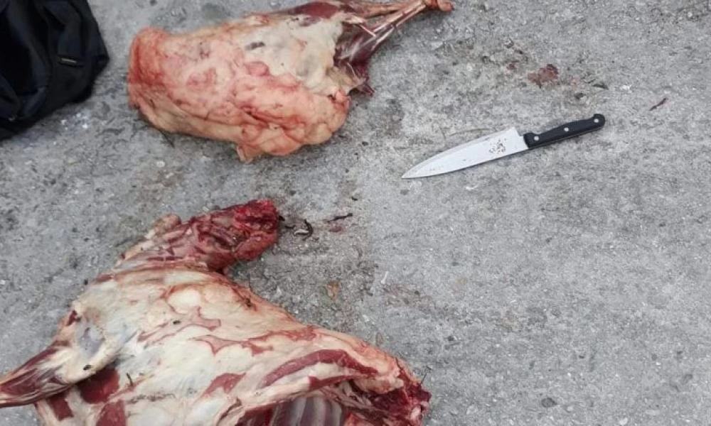Οι "επενδυτές της Μόριας λεηλατούν και αρπάζουν ότι βρούν!